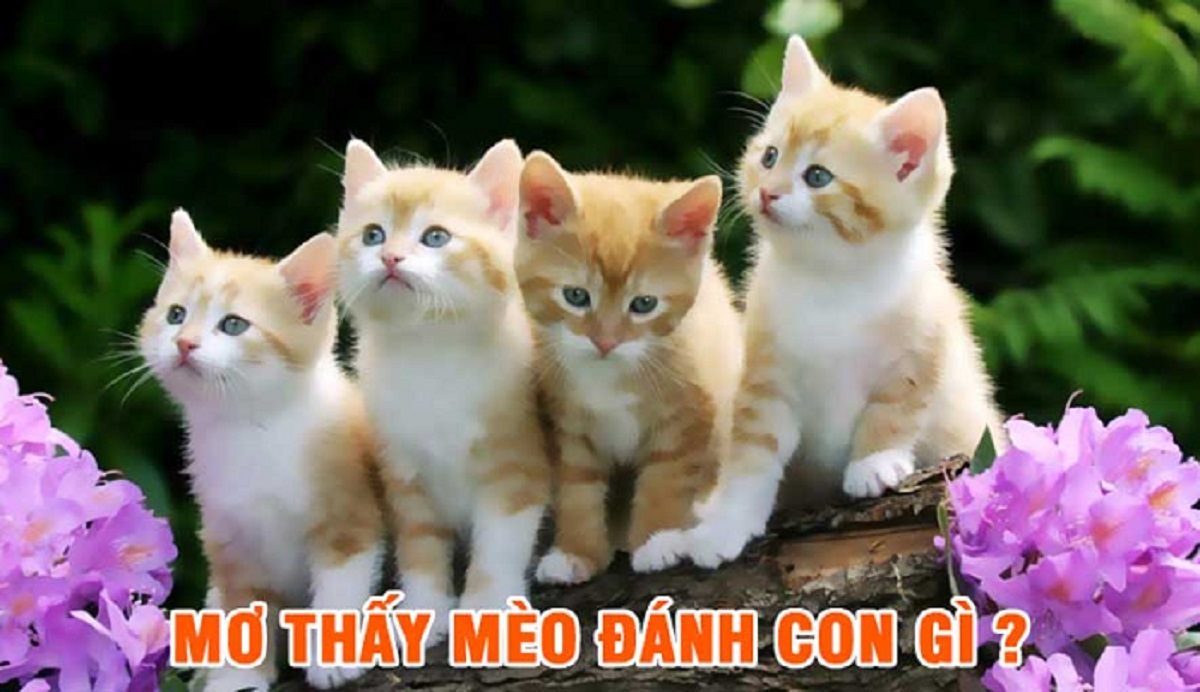 Con số đẹp từ May88 VIP khi mơ thấy mèo