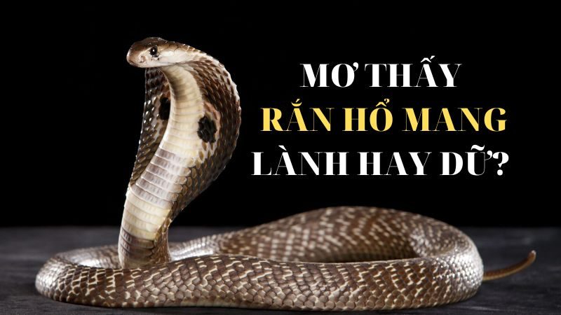 Giải mã May88 VIP: điềm lành hay dữ khi mơ thấy rắn
