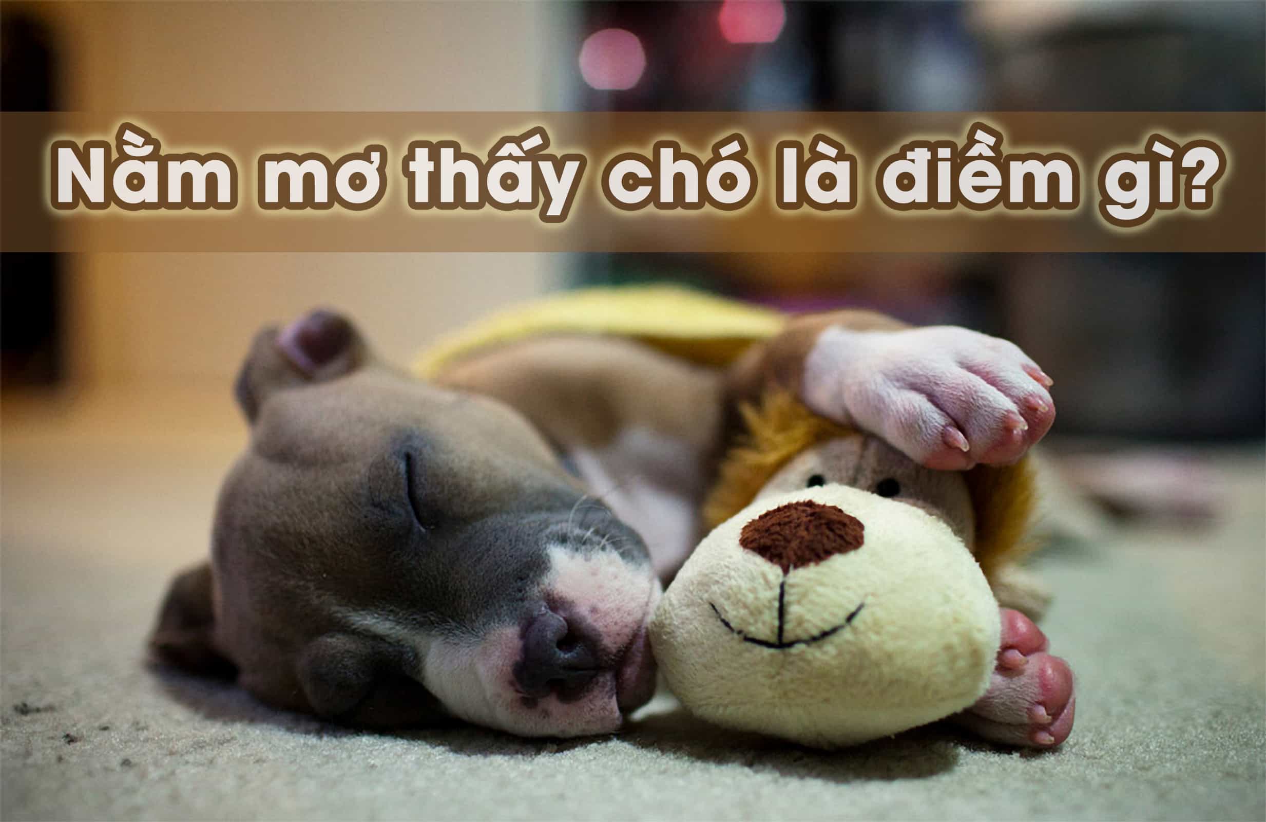 May88 VIP giải mã giấc mơ nằm thấy chó