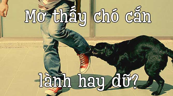 May88 VIP giải mã giấc mơ thấy bị chó cắn