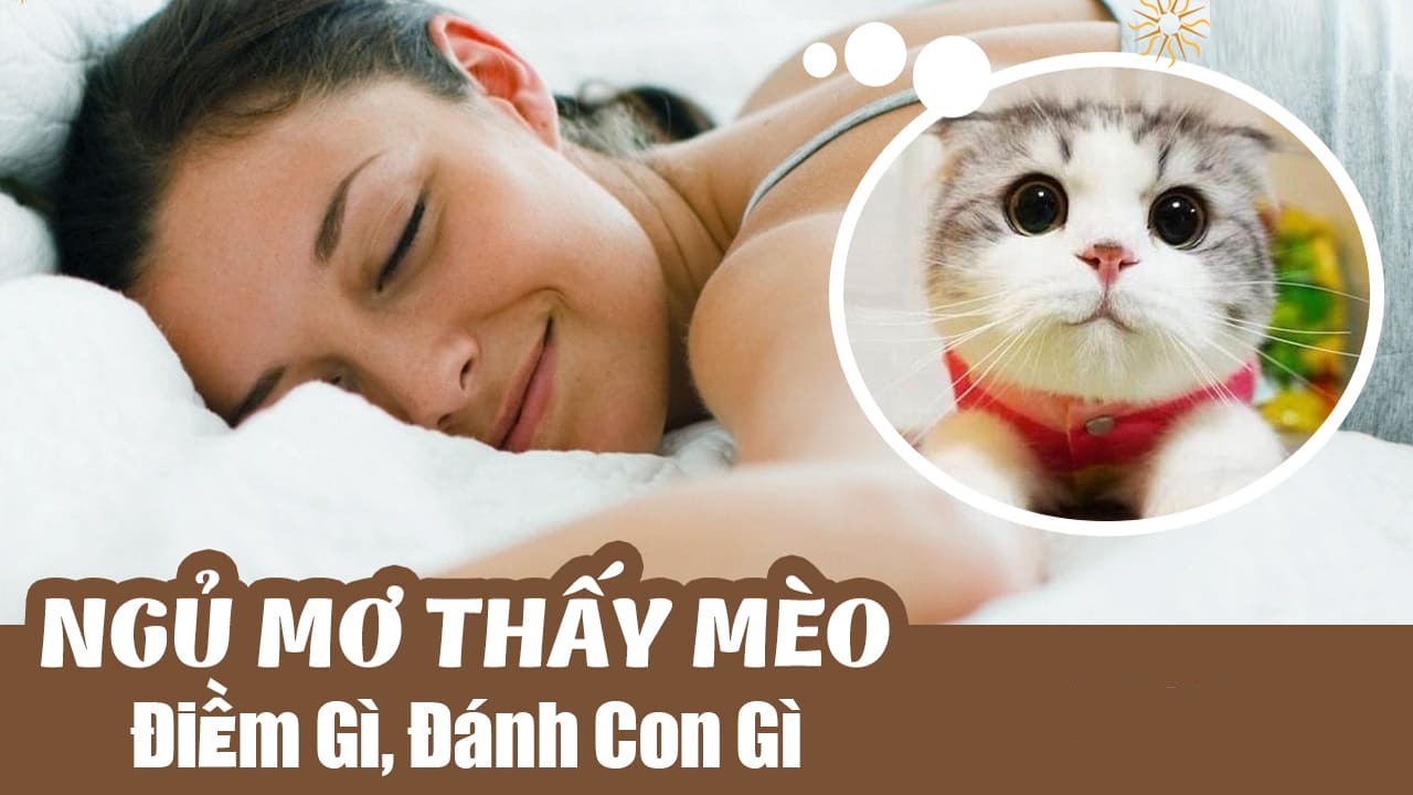 May88 VIP giải mã: Mơ thấy mèo là điềm gì, nên đánh số mấy?
